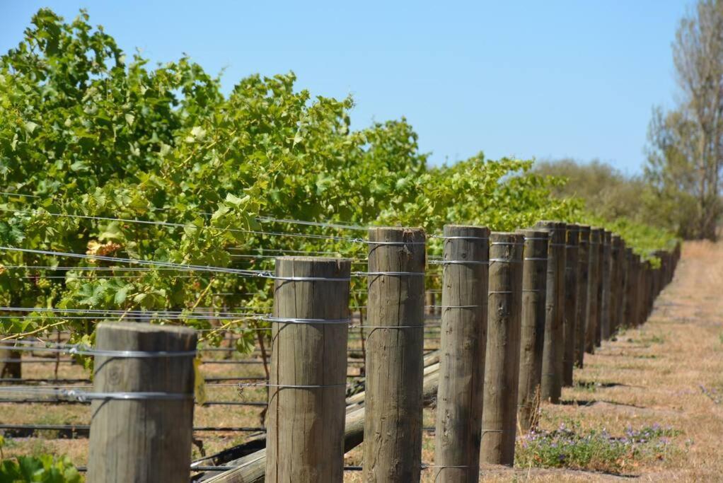 Ddog Vineyard & Bnb Renwick Extérieur photo