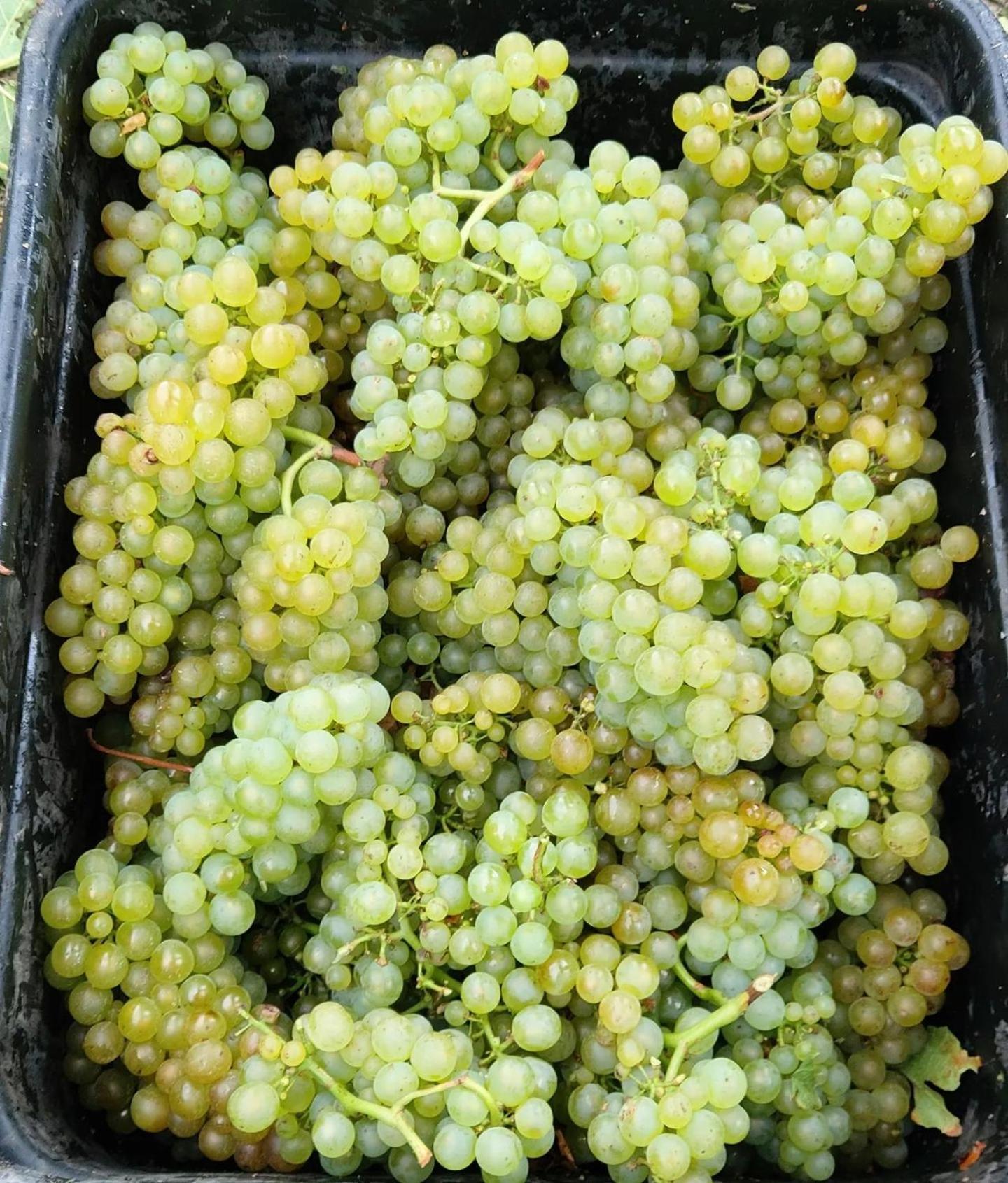 Ddog Vineyard & Bnb Renwick Extérieur photo