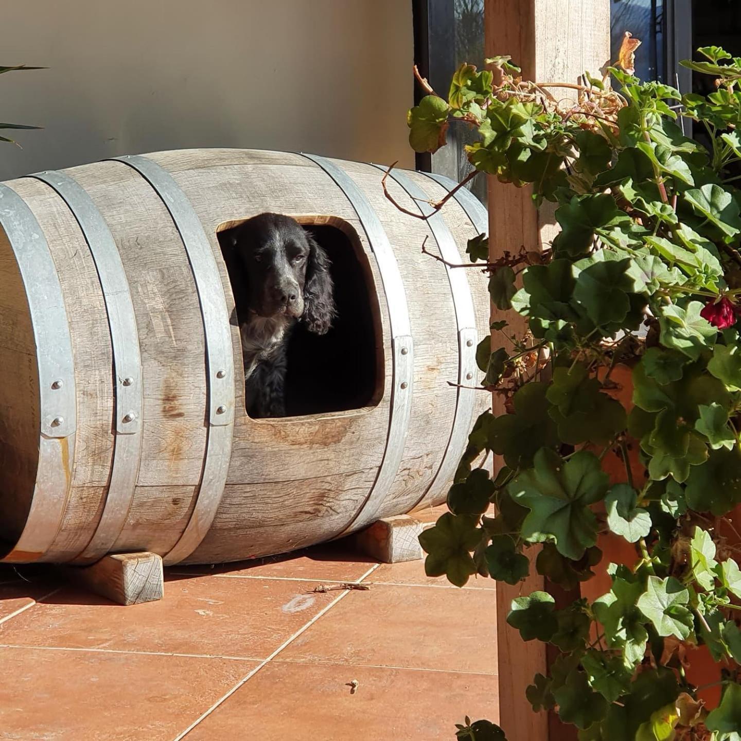 Ddog Vineyard & Bnb Renwick Extérieur photo