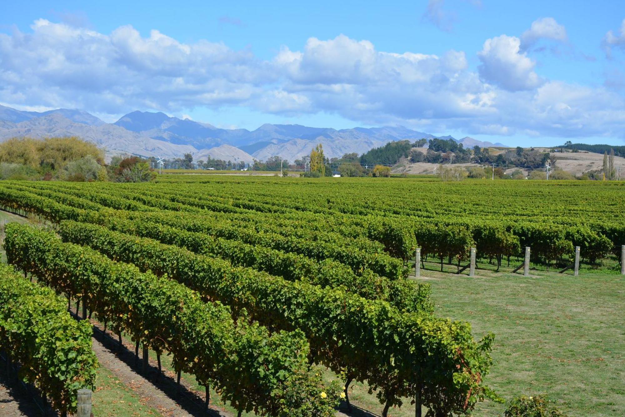 Ddog Vineyard & Bnb Renwick Extérieur photo